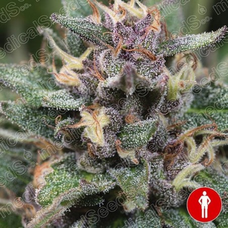 Blue Hell Auto de Medical Seeds féminisée - Grow Barato