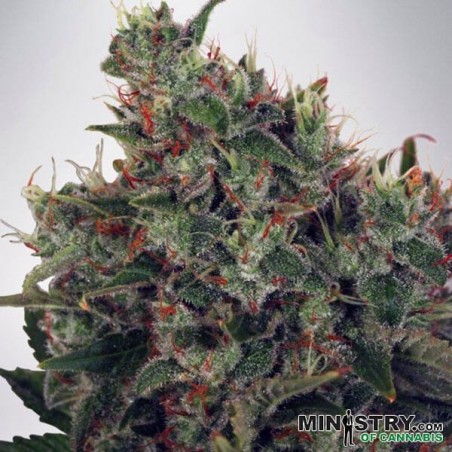 Ultra White Amnesia