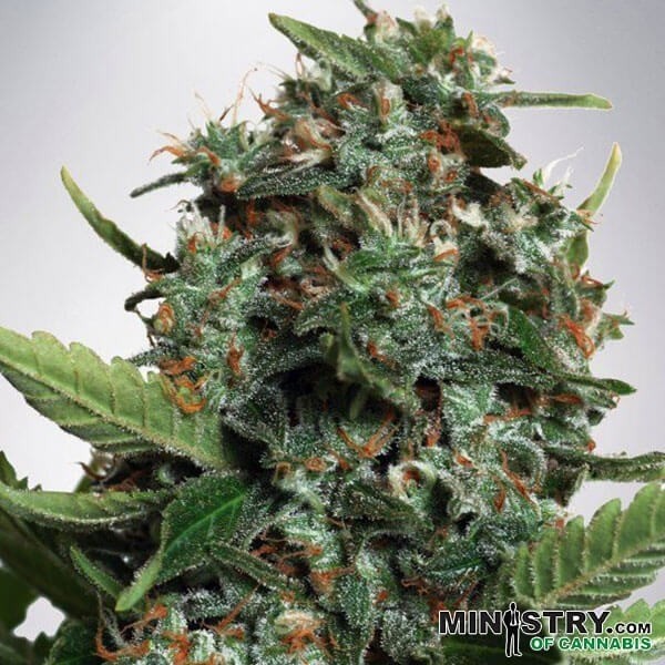 Plante de marijuana Autopilot XXL