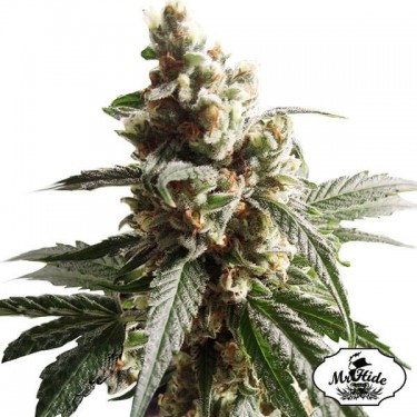 Plante de cannabis Mr. Mango Crack