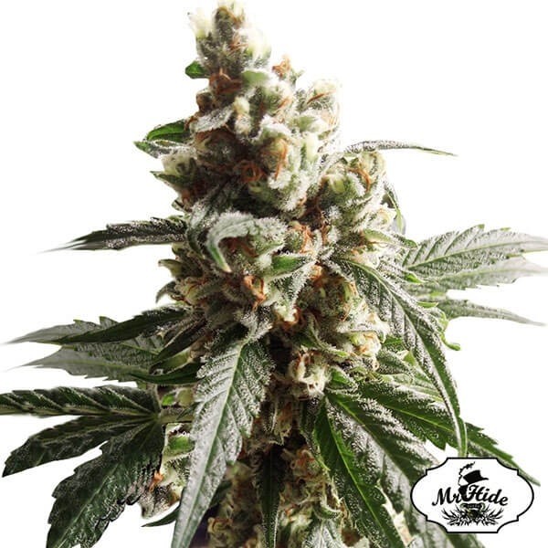 Voir Plante de cannabis Mr. Mango Crack