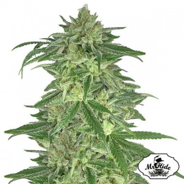 Plante de cannabis Mr. Gorilla Cream