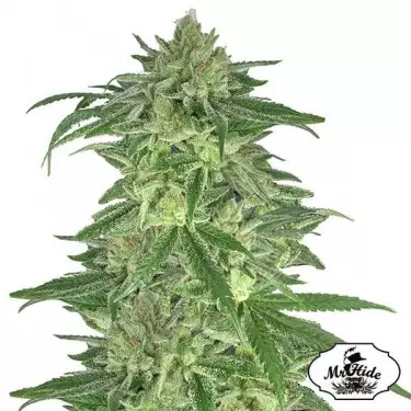Plante de cannabis Mr. Gorilla Cream