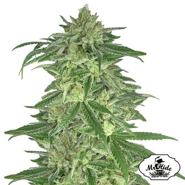 Voir Plante de cannabis Mr. Gorilla Cream