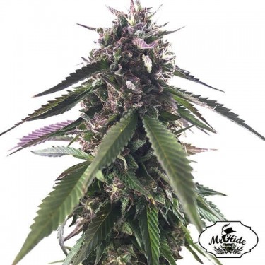 graine Mr. Blueberry Bud