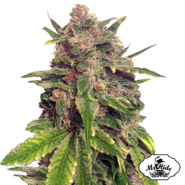Voir Plante de cannabis Mr. Big Candy