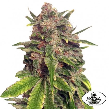 Plante de cannabis Mr. Big Candy