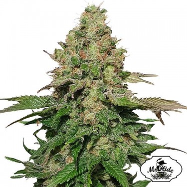 Plante de cannabis Mr. Black Banana