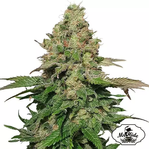 Voir Plante de cannabis Mr. Black Banana