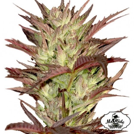 Plante de cannabis Mr. Jekyll Kush