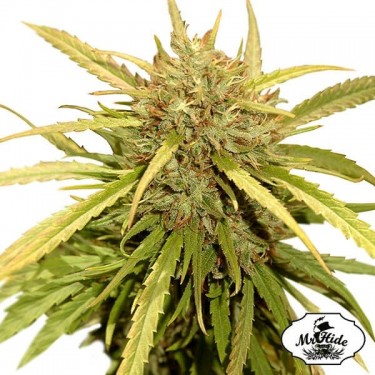 Plante de cannabis Mr. Sugar Lemon Haze