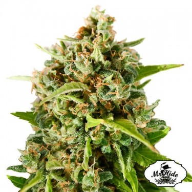Plante de cannabis Mr. Mother Earth