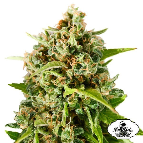 Voir Plante de cannabis Mr. Mother Earth