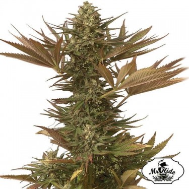 Plante de cannabis Mr. Eiden Mass