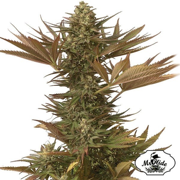 Voir Plante de cannabis Mr. Eiden Mass