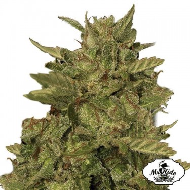 Mr. California Pearl-Mr Hide-100% féminisée - Grow Barato