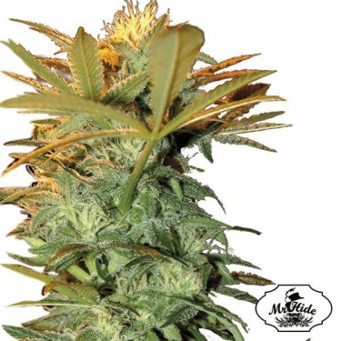 Plante de cannabis Mr. Kritical Mass