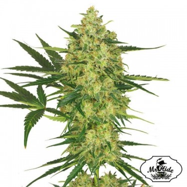 Plante de cannabis Mr. Cheese Mass