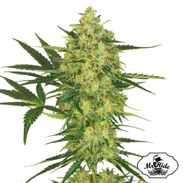 Plante de cannabis Mr. Cheese Mass