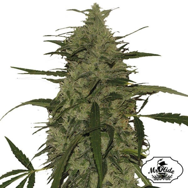 Voir Plante de cannabis Mr. Amnesia Mass