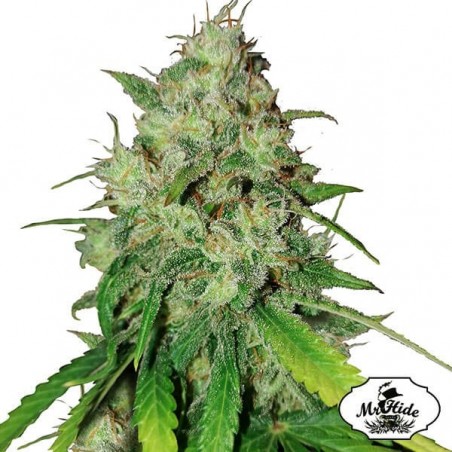 Plante de cannabis Mr. Shiska
