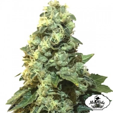 Plante de cannabis Mr. 420k