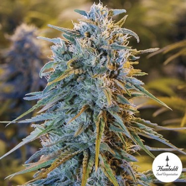 Blue Dream féminisée de Humboldt Seeds - Grow Barato