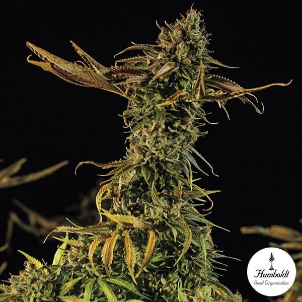 Voir Blueberry headband Plante de marijuana
