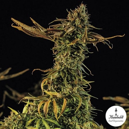Blueberry headband Plante de marijuana