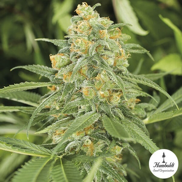 Voir Green Crack Plante de mariijuana