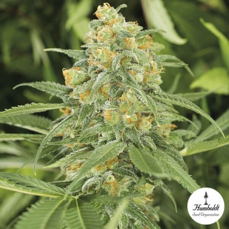 Green Crack Plante de mariijuana