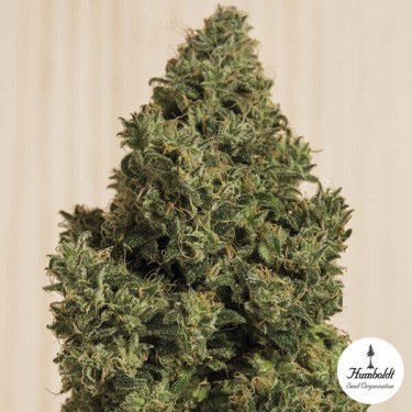 Blue Dream CBD Plante de marijuana