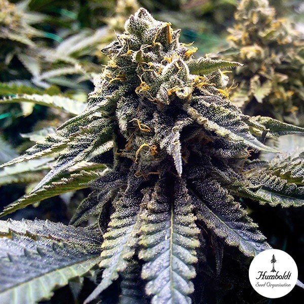 Voir Plante de marijuana Chocolate Mint OG