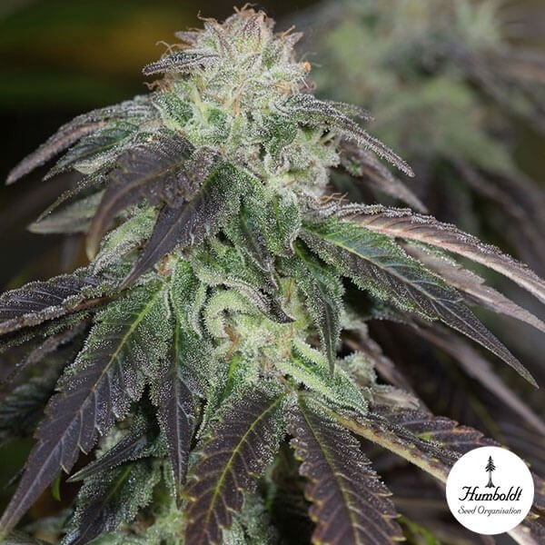 Voir OG Kush Plante de marijuana