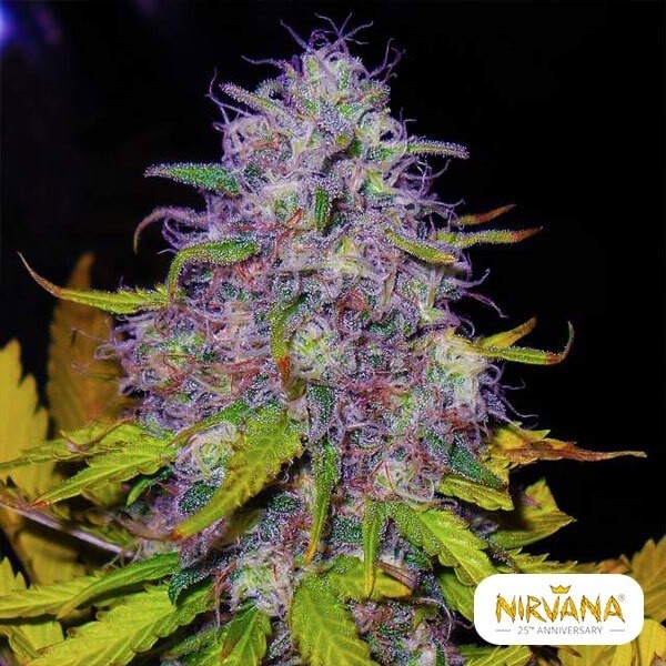 Jock Horror Plante de marijuana