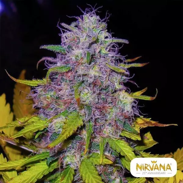 Jock Horror Plante de marijuana