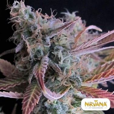 Plante de marijuana Raspberry Cough