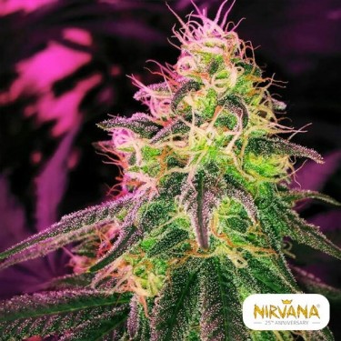 Plante de marijuana Blackjack