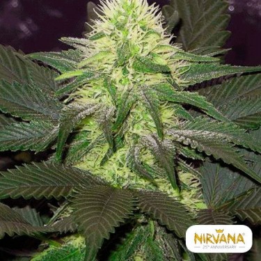 Plante de marijuana BlackBerry