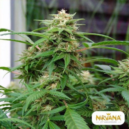 White Rhino