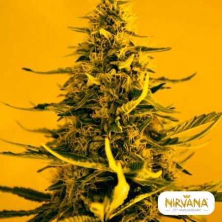 White Widow  Plante de marijuana