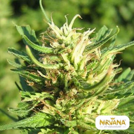 Super Skunk plante de marijuana