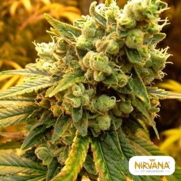 Sativa's Sour Diesel Plante de marijuana