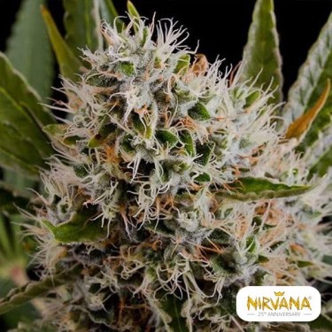 Lithium OG Kush Plante de marijuana