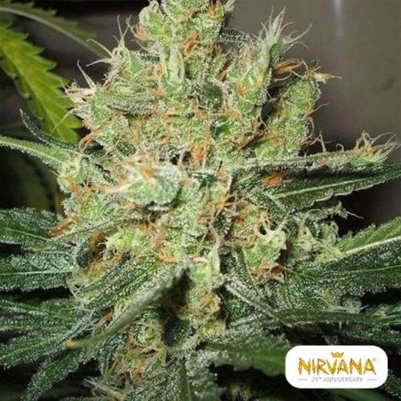 PPP Plante de marijuana