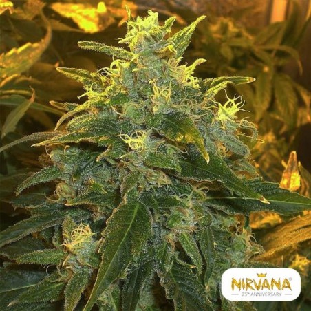 Northern Light
