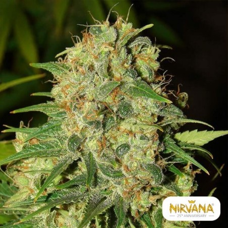 Master Kush