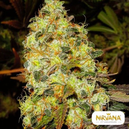 Plante de cannabis Ice