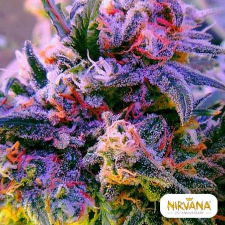 Aurora Indica
