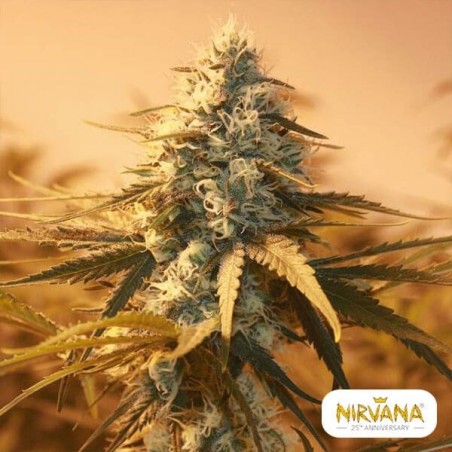 Ak 48